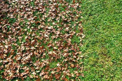 Removing Leaves from Lawns