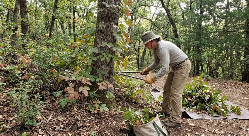 Poison Oak Removal in Ventura County, CA