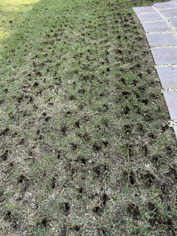 Healthy Lawn Post-Aeration